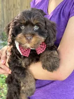 Snickers , a male Cavapoo and Cavalier King Charles Spaniel for sale in Marshfield, MO – 3 of 10