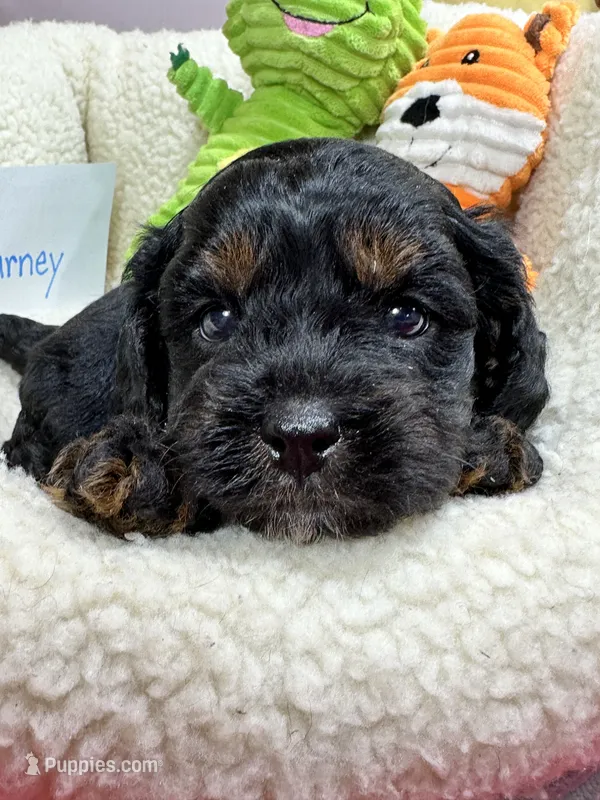 Barney  – Cavapoo, Cavalier King Charles Spaniel puppy for sale in Marshfield, MO
