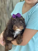 Coco, a female Cavapoo and Cavalier King Charles Spaniel for sale in Marshfield, MO – 3 of 10