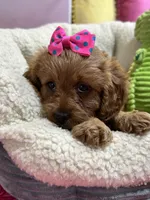 Nutmeg, a female Cavapoo and Cavalier King Charles Spaniel for sale in Marshfield, MO – 8 of 10