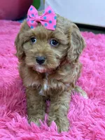 Lily, a female Cavapoo and Cavalier King Charles Spaniel for sale in Marshfield, MO – 5 of 10