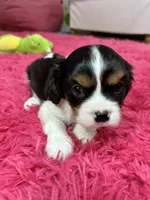 Ace , a male Cavalier King Charles Spaniel for sale in Marshfield, MO – 6 of 10