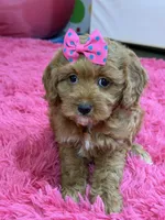 Lily, a female Cavapoo and Cavalier King Charles Spaniel for sale in Marshfield, MO – 10 of 10