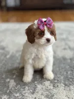 Riley, a female Cavapoo for sale in Missouri, MO – Photo 3 of 10