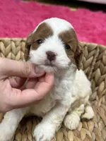 Riley, a female Cavapoo for sale in Missouri, MO – Photo 3 of 5