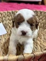 Riley, a female Cavapoo for sale in Missouri, MO – Photo 4 of 5