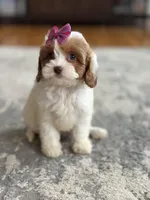 Riley, a female Cavapoo for sale in Missouri, MO – Photo 2 of 10