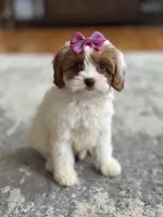 Riley, a female Cavapoo for sale in Missouri, MO – Photo 4 of 10