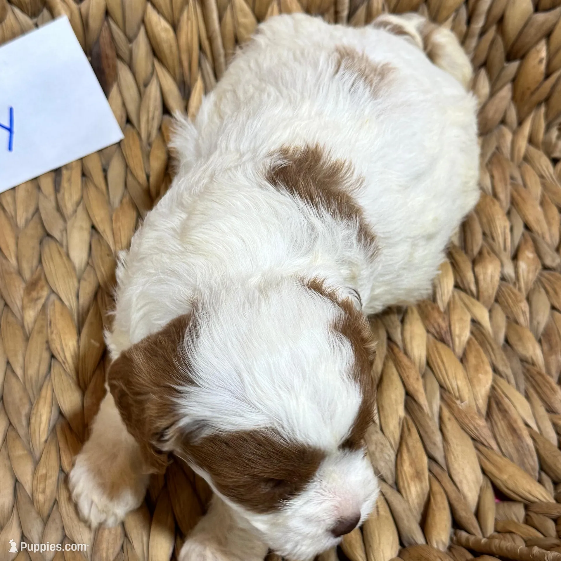Riley, a female Cavapoo for sale in Missouri, MO – Photo 5 of 5