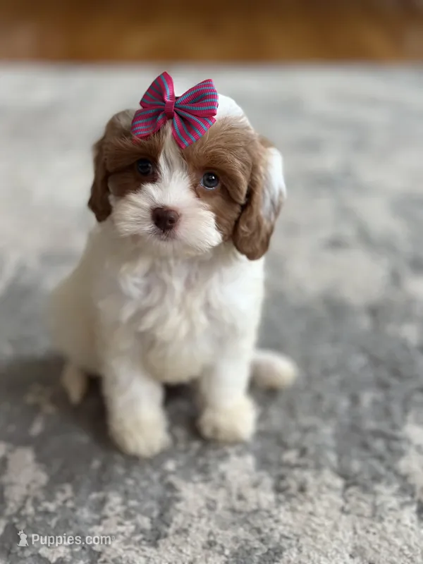 Riley – Cavapoo puppy for sale in Missouri, MO