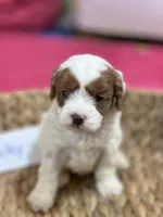 Riley, a female Cavapoo for sale in Missouri, MO – Photo 1 of 5