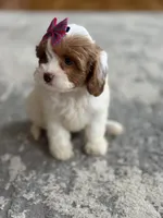 Riley, a female Cavapoo for sale in Missouri, MO – Photo 5 of 10