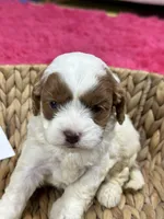 Riley, a female Cavapoo for sale in Missouri, MO – Photo 2 of 5
