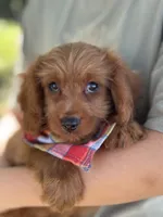 Marty, a male Cavapoo and Cavalier King Charles Spaniel for sale in Marshfield, MO – 6 of 10