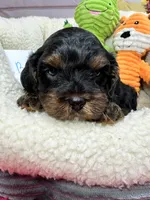 Bobby , a male Cavapoo and Cavalier King Charles Spaniel for sale in Marshfield, MO – 6 of 8