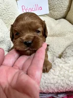Priscilla , a female Cavapoo and Cavalier King Charles Spaniel for sale in Marshfield, MO – 5 of 8