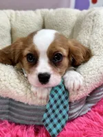 processed/73ed245b-ab36-4eee-ba22-60731d5b332c/listing/1f63dd7b-896d-42c4-b54f-81b08ca01ab5/bba38d77-d487-4541-85b7-d39fe9ff1fa4