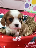 processed/73ed245b-ab36-4eee-ba22-60731d5b332c/listing/1f63dd7b-896d-42c4-b54f-81b08ca01ab5/bcc4fc65-b014-4d19-95cf-6b7313c72363