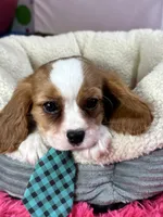 processed/73ed245b-ab36-4eee-ba22-60731d5b332c/listing/1f63dd7b-896d-42c4-b54f-81b08ca01ab5/f3242266-bf05-479e-b6a6-bcf8a246e0a2