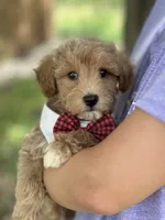 Max, a male Schnoodle for sale in Marshfield, MO – 5 of 10