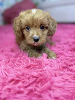 Riley , a female Cavapoo and Cavalier King Charles Spaniel for sale in Marshfield, MO – 9 of 10