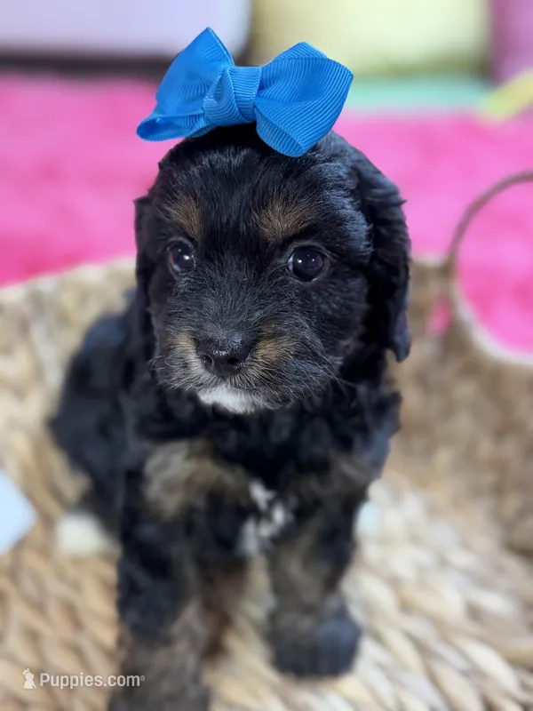 Paisley – Cavapoo, Cavalier King Charles Spaniel puppy for sale in Marshfield, MO