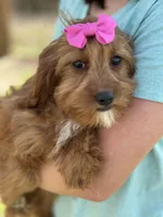 Clarice, a female Cavapoo and Cavalier King Charles Spaniel for sale in Missouri, MO – Photo 3 of 7