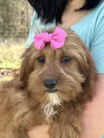 Clarice, a female Cavapoo and Cavalier King Charles Spaniel for sale in Missouri, MO – Photo 1 of 7