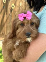 Clarice, a female Cavapoo and Cavalier King Charles Spaniel for sale in Missouri, MO – Photo 4 of 7
