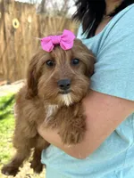 Clarice, a female Cavapoo and Cavalier King Charles Spaniel for sale in Missouri, MO – Photo 5 of 7