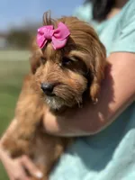 Clarice, a female Cavapoo and Cavalier King Charles Spaniel for sale in Missouri, MO – Photo 7 of 7