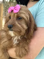Clarice, a female Cavapoo and Cavalier King Charles Spaniel for sale in Missouri, MO – Photo 2 of 7