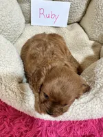 Ruby, a female Cavapoo and Cavalier King Charles Spaniel for sale in Marshfield, MO – 9 of 10
