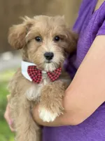 Max, a male Schnoodle for sale in Marshfield, MO – 7 of 10
