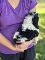 Tulip sale pending , a female Cavapoo and Cavalier King Charles Spaniel for sale in Marshfield, MO – 10 of 10