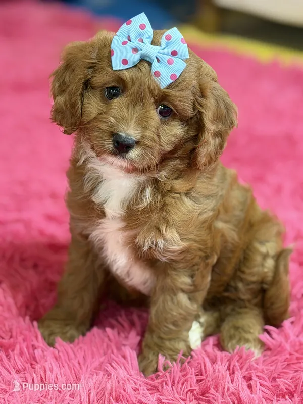 Bailey  – Cavapoo, Cavalier King Charles Spaniel puppy for sale in Marshfield, MO