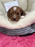 Shirley, a female Cavapoo and Cavalier King Charles Spaniel for sale in Marshfield, MO – 3 of 9