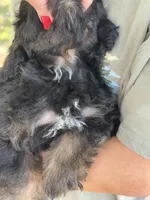 Gabe , a male Cavapoo and Cavalier King Charles Spaniel for sale in Marshfield, MO – 8 of 10