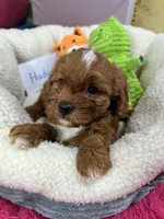 Hudson , a male Cavapoo and Cavalier King Charles Spaniel for sale in Marshfield, MO – 6 of 10
