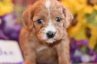 Eden, a female Cavapoo for sale in Missouri, MO – Photo 8 of 10