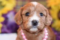 Eden, a female Cavapoo for sale in Missouri, MO – Photo 5 of 10