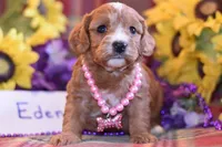 Eden, a female Cavapoo for sale in Missouri, MO – Photo 6 of 10