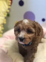 Eden, a female Cavapoo for sale in Missouri, MO – Photo 3 of 10