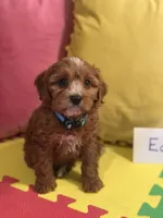 Eden, a female Cavapoo for sale in Missouri, MO – Photo 2 of 10