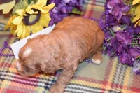 Eden, a female Cavapoo for sale in Missouri, MO – Photo 10 of 10