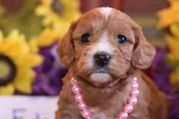 Eden, a female Cavapoo for sale in Missouri, MO – Photo 7 of 10