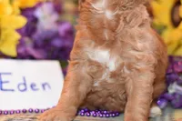 Eden, a female Cavapoo for sale in Missouri, MO – Photo 9 of 10