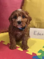 Eden, a female Cavapoo for sale in Missouri, MO – Photo 1 of 10