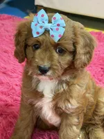 Bailey , a female Cavapoo and Cavalier King Charles Spaniel for sale in Marshfield, MO – 9 of 10