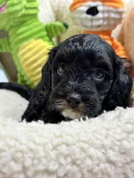 Timmy, a male Cavapoo and Cavalier King Charles Spaniel for sale in Marshfield, MO – 7 of 10